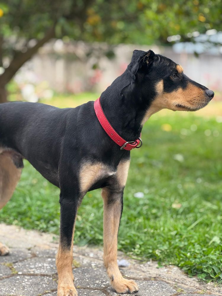 adoção responsável - Enzo
