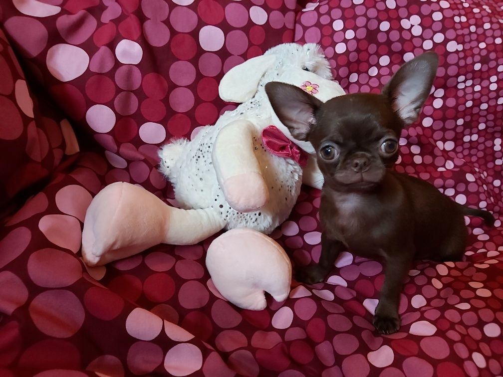 Dla konesera rasy Chihuahua CUDNA wyjątkowa czekoladowa suczka***FURIA