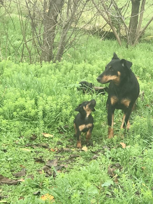 Продам щенков ягдтерьера