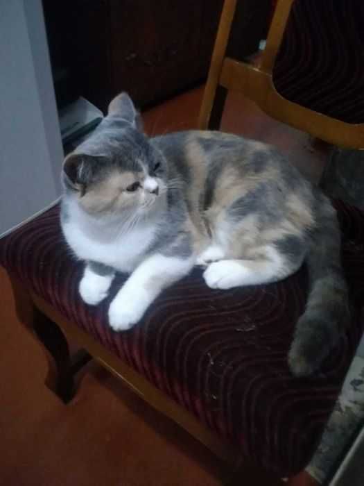 Британская трёхцветная кошечка