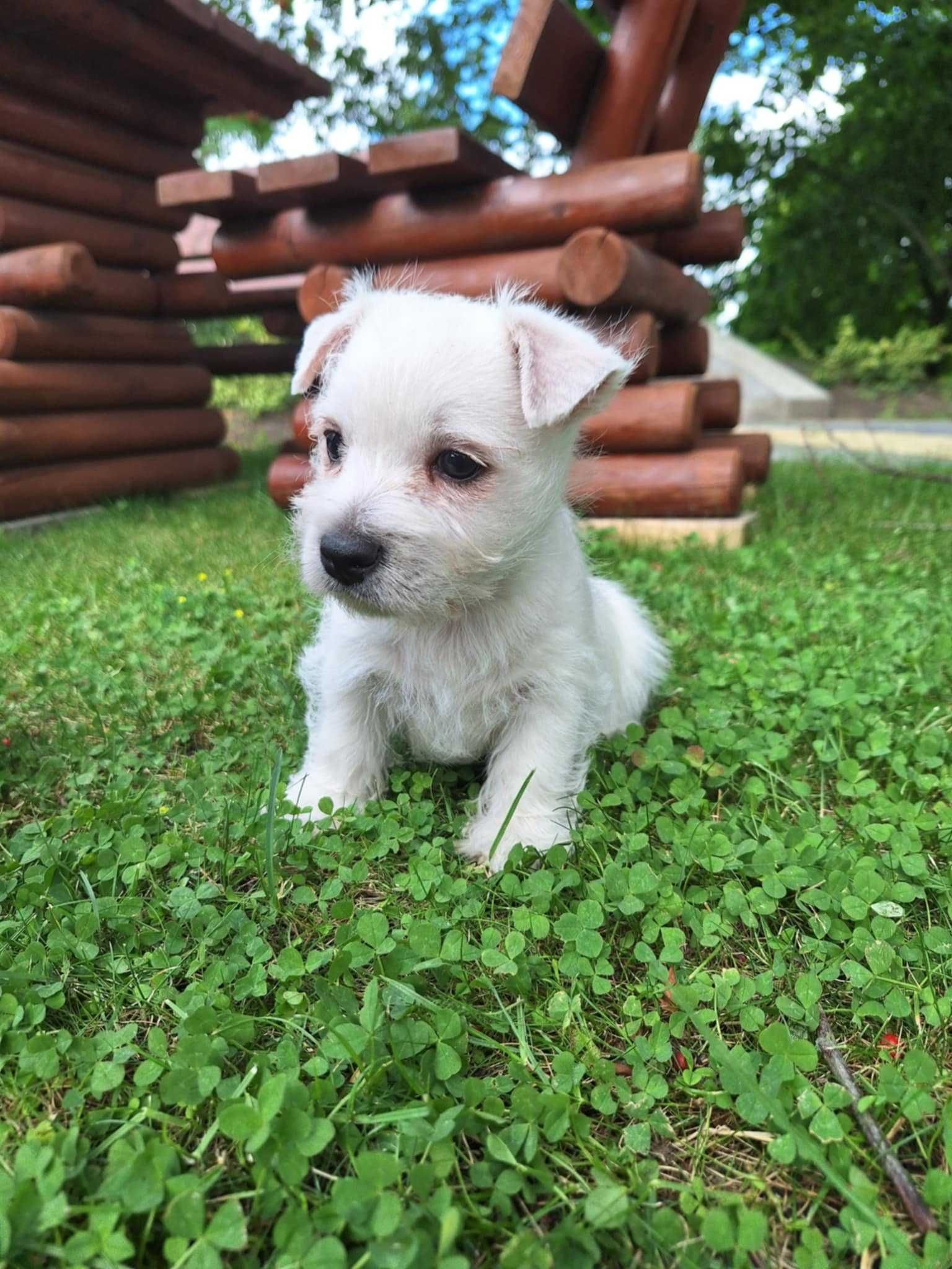 Piesek west highland white terrier