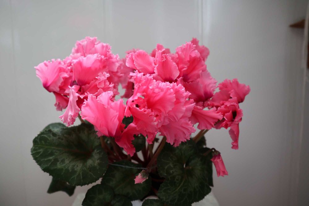 Семена цикламенов