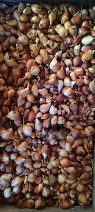 Продам луковицы тюльпана