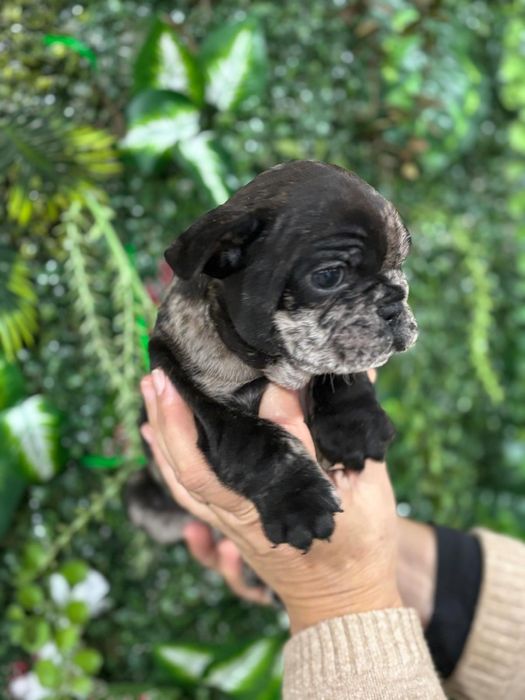 Bulldog francês macho