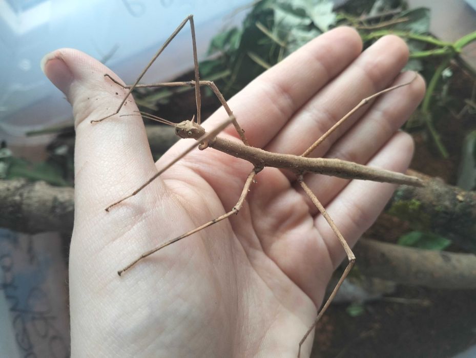 Małe patyczaki rogate