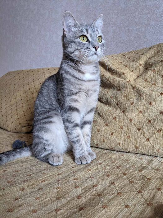 Гарна киця в добрі руки.