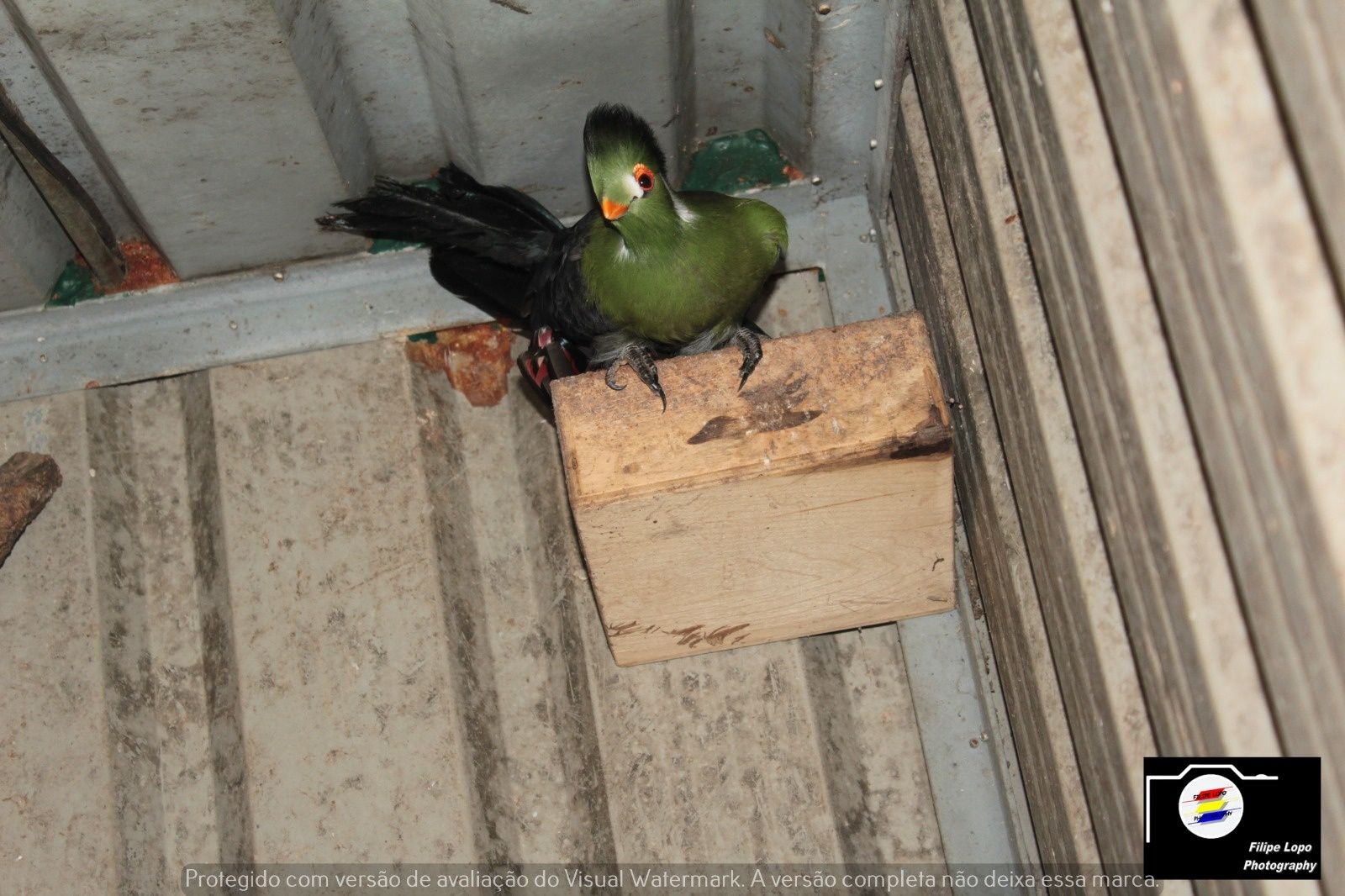 Turacos para venda com um ano