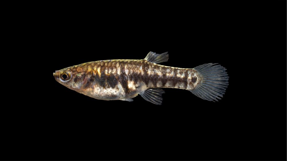Vendo Heterandria formosa, o viviparo anão