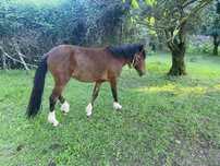 Disponivel. Cavalo