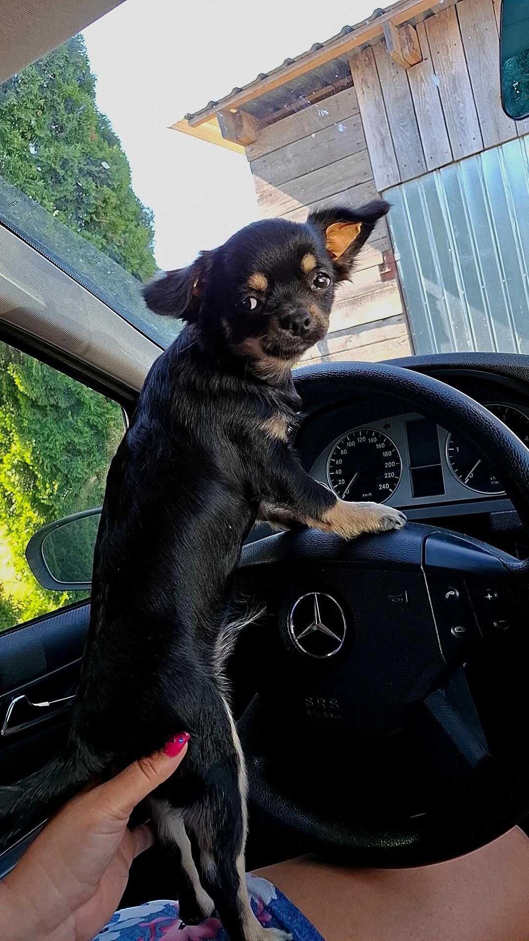 Czarno-podpalany długowłosy chihuahua samiec gotowy do odbioru/rodowód