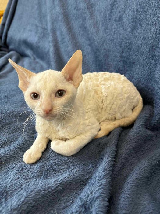 CORNISH REX - Dostępny kocurek o imieniu ZAC Hodowla: MatiMalwa*PL