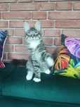 Piękny kocurek Maine Coon