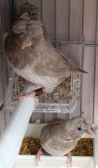 Bengalins 12 unidades