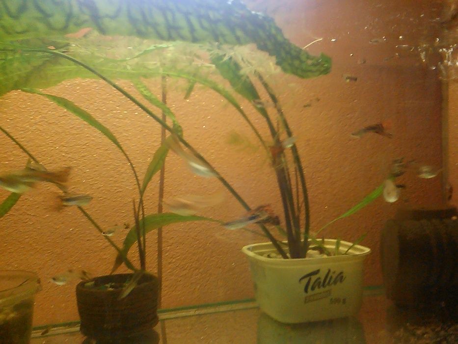 Gupik mix kolor - Koronowo