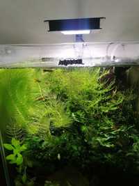 Fluval Nano Plant lampka akwariowa