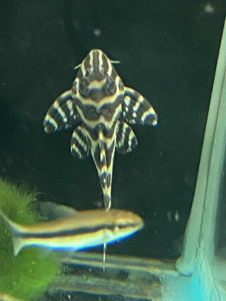 Hypancistrus L236 pleco