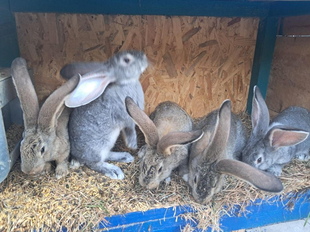 Młode olbrzymy belgijskie