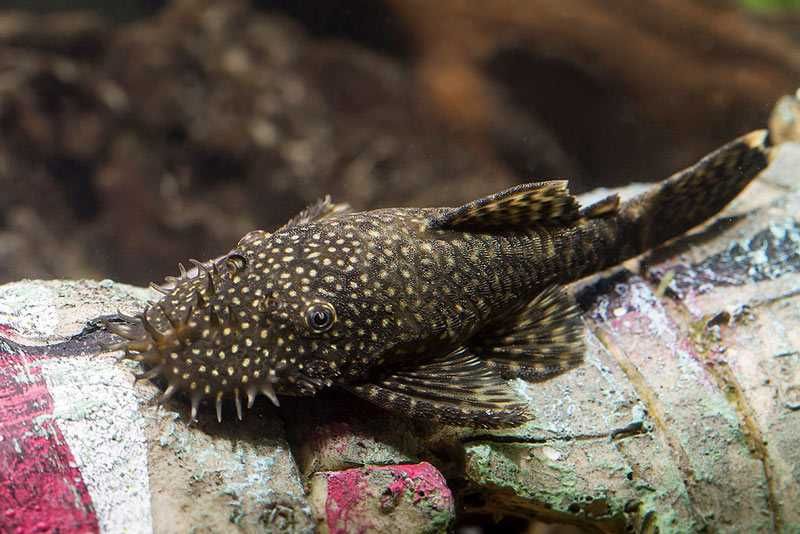 Zbrojniki pospolite (glonojady) młode 2-3 cm
