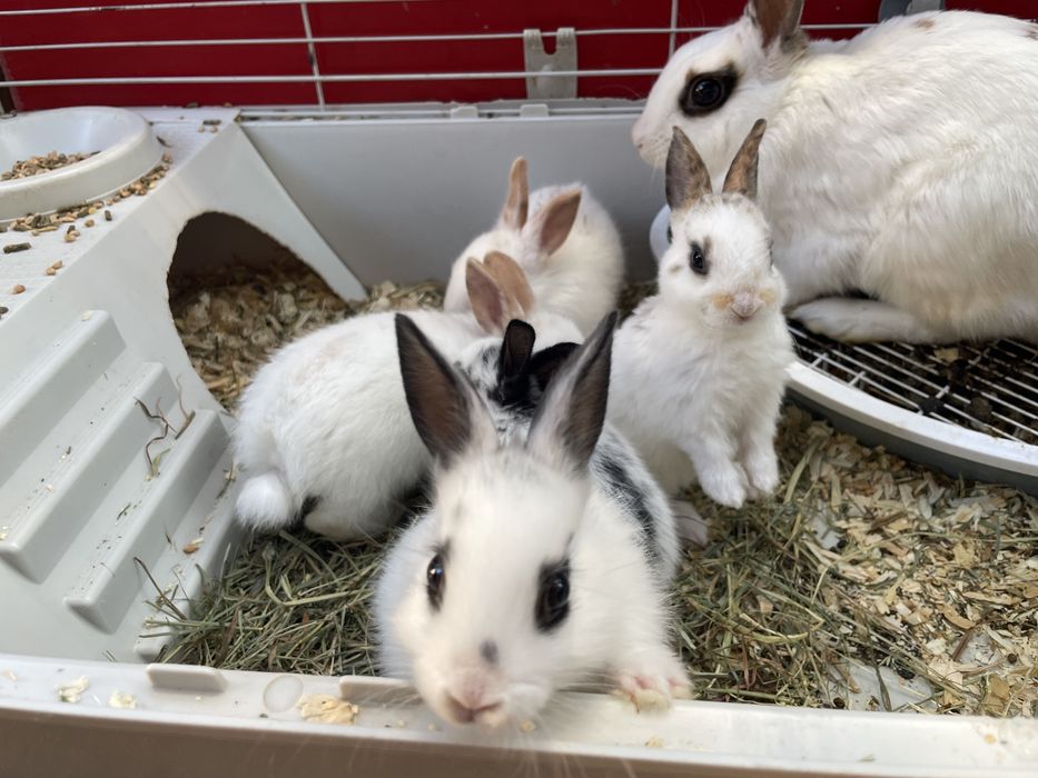Króliki miniaturki | Króliczki karzełki