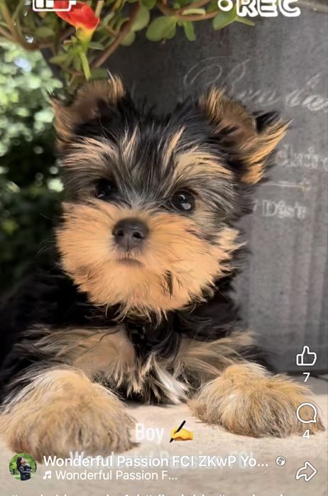 Yorkshire Terrier FCI