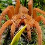 Pająk ptasznik Orphnaecus Philippinus L3/4