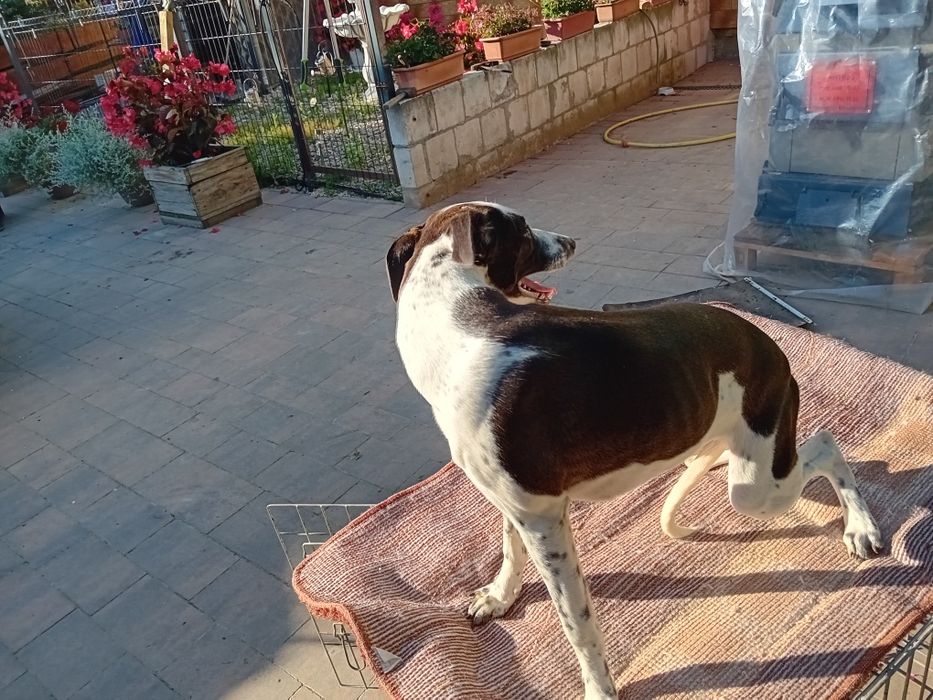 Sprzedam Uroczą Suczkę Charta Angielskiego ( Whippet)