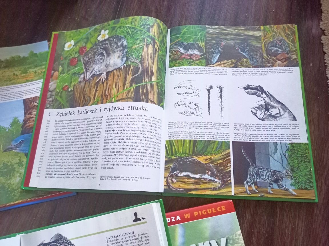 4 k Albumy Rzadkie Ptaki Dinozaury Sekrety Małych Ssaków