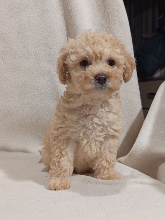 Шикарная Девочка пудель