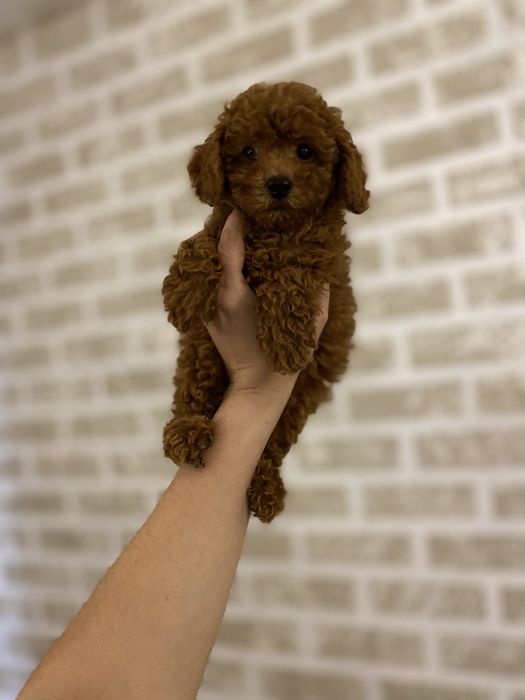 Маленькое счастье премиального уровня мини мальтипу ред браун