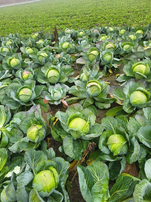 Kapusta świeża szatkowana i całe głowy