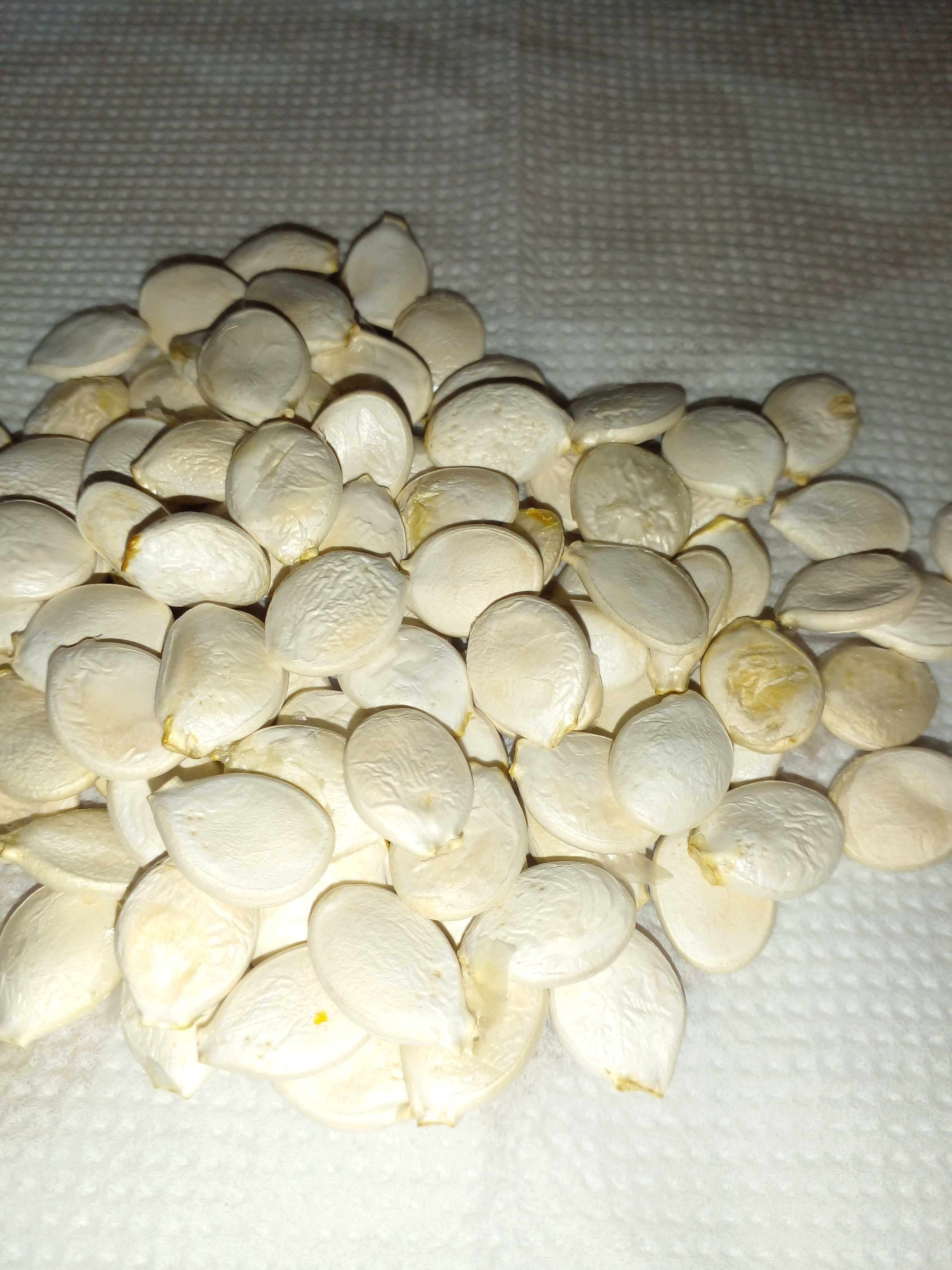 Семена тыквы "Турецкий тюрбан", семена овощей