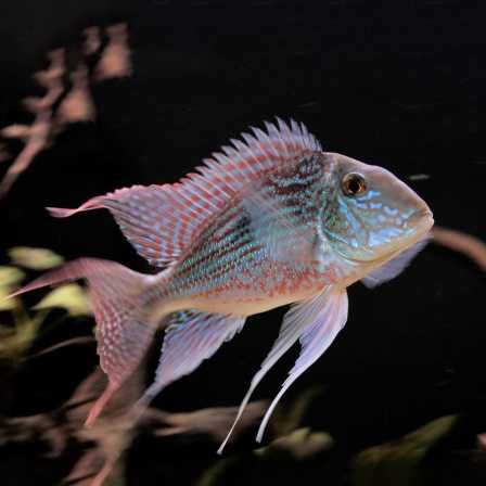 GB Ziemiojad Sveni (Geophagus sveni)