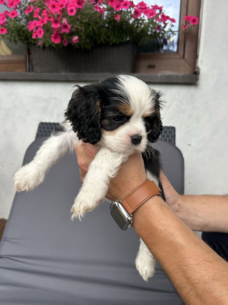 Cavalier king charles spaniel na kolana