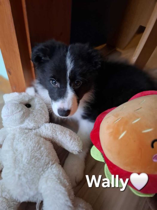 szczeniaki border colli FCI