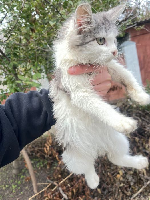 Кошенята, безкоштовно!