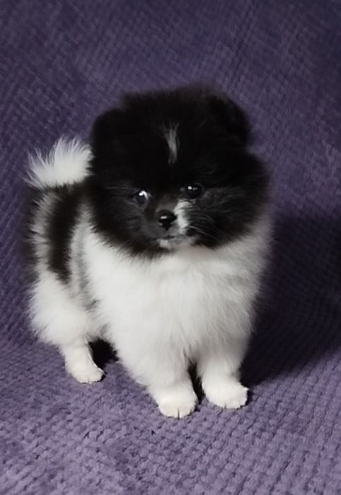 Померанский шпиц ПАНДА