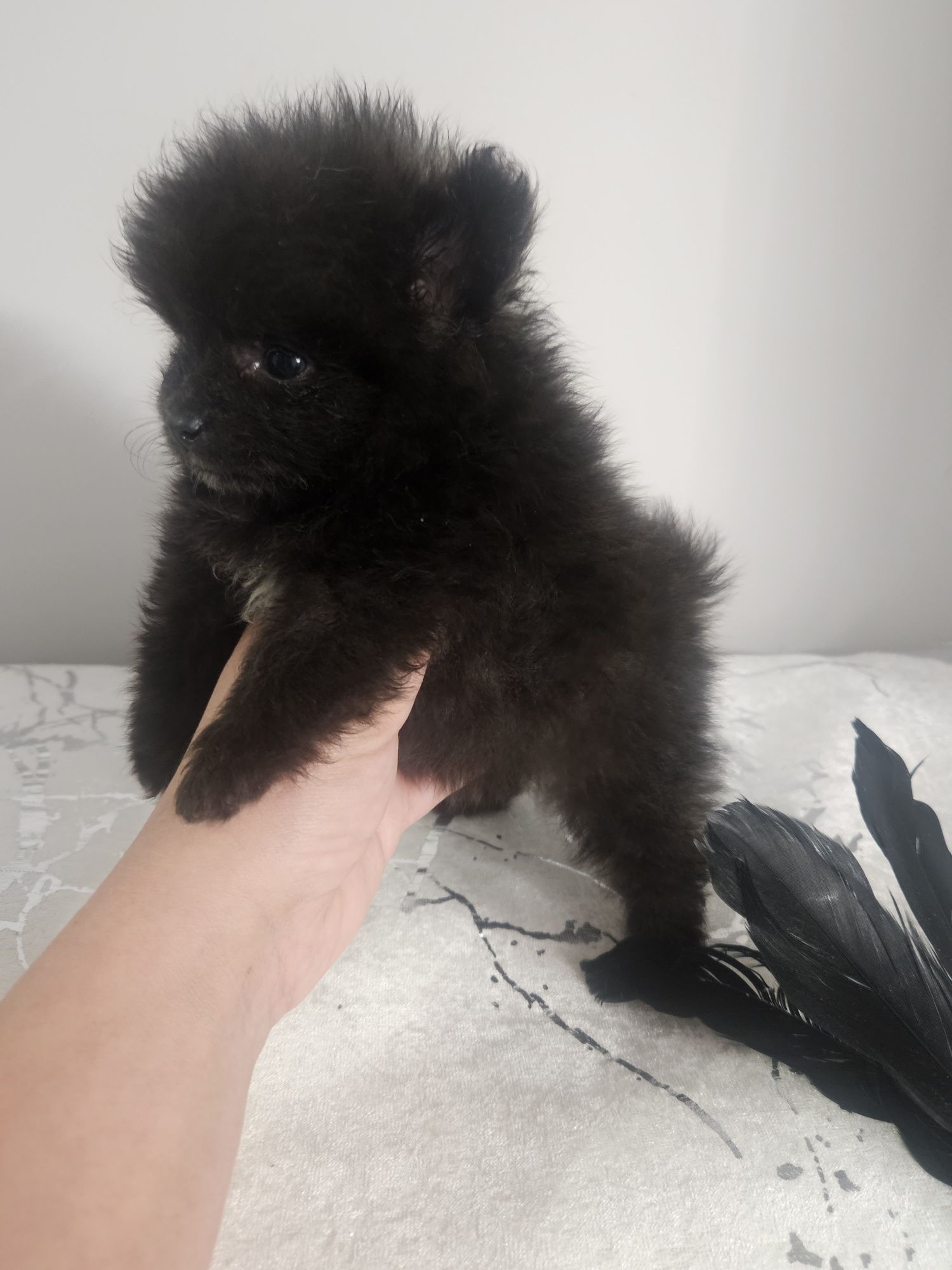 Pomeranian tyci czarna suczka