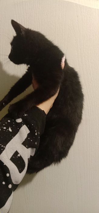 Котенок в хорошие руки. Кошка. Котята даром. Кошечка. Бесплатно