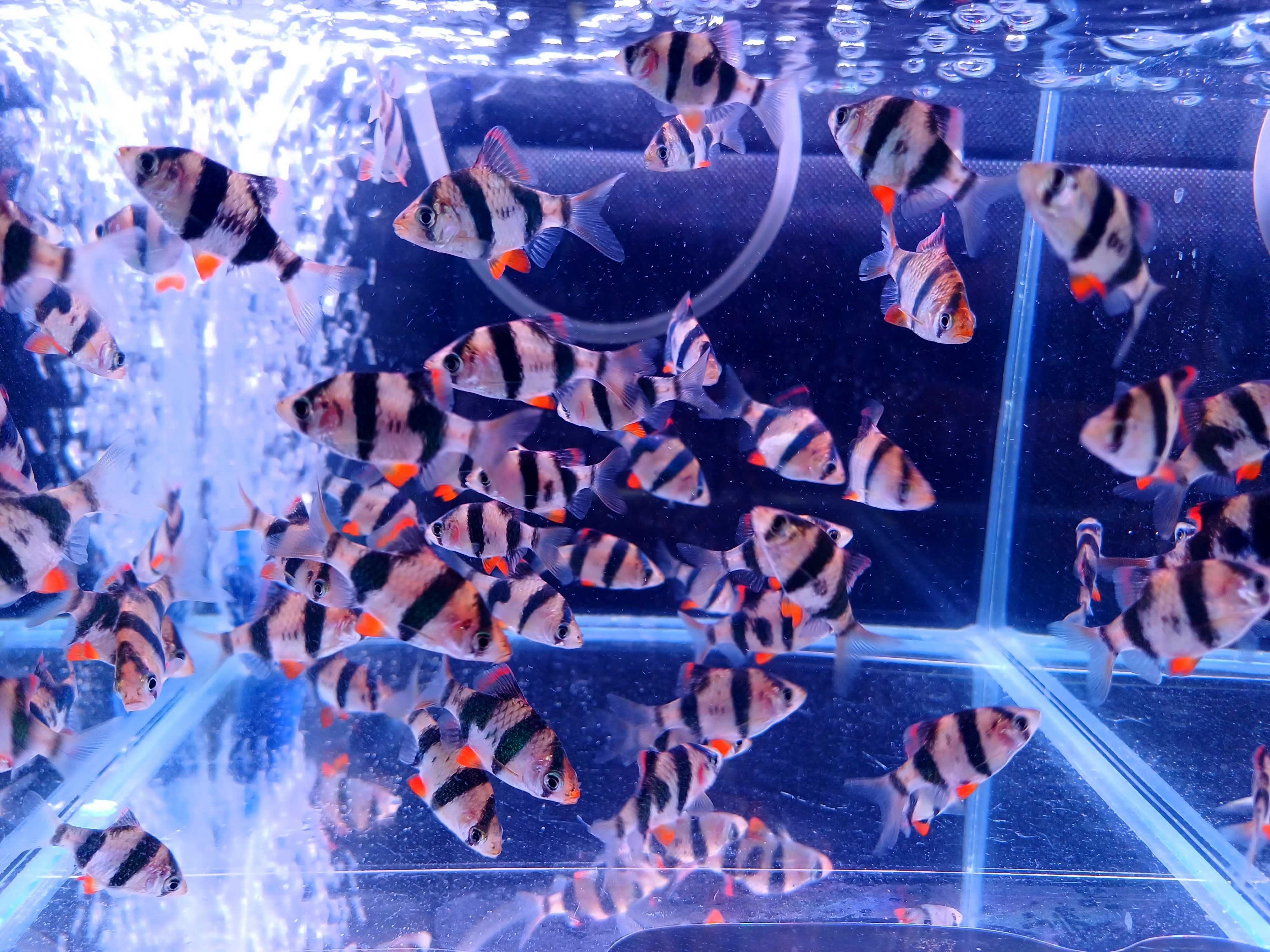 Brzanka sumatrzańska