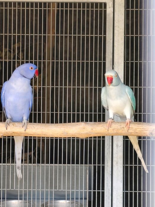 Casal de ring neck de 2024