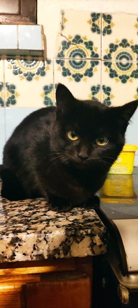 Domino - gatinha bebe para adoção