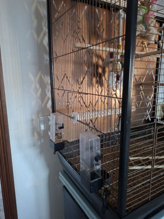 Gaiola com caturras domesticadas