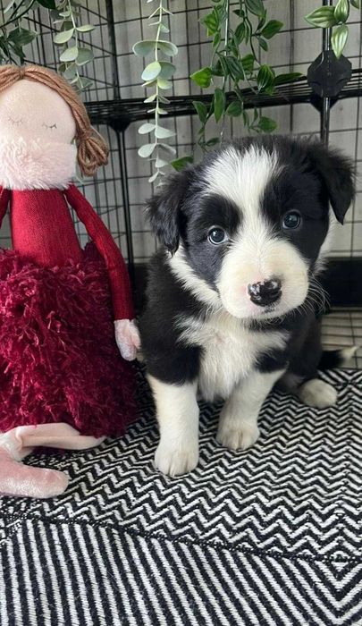 Border Collie - suczka