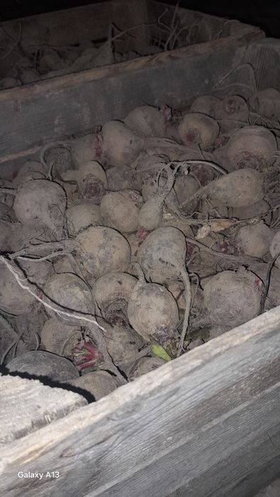 Eko buraki czerwone z sertyfikatem