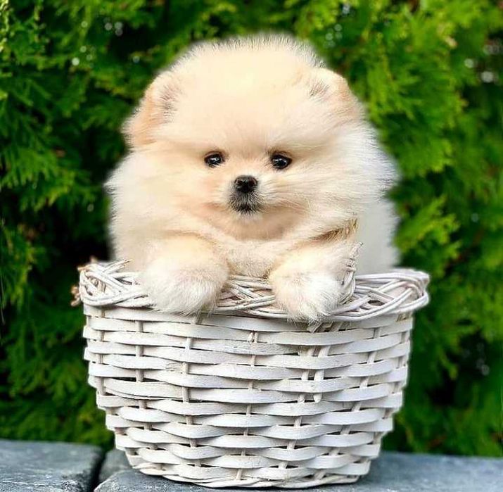 Piesek, typ misia, zadbany, info instagram