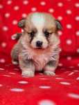 WELSH Corgi Pembroke piesek do rezerwacji szczeniak