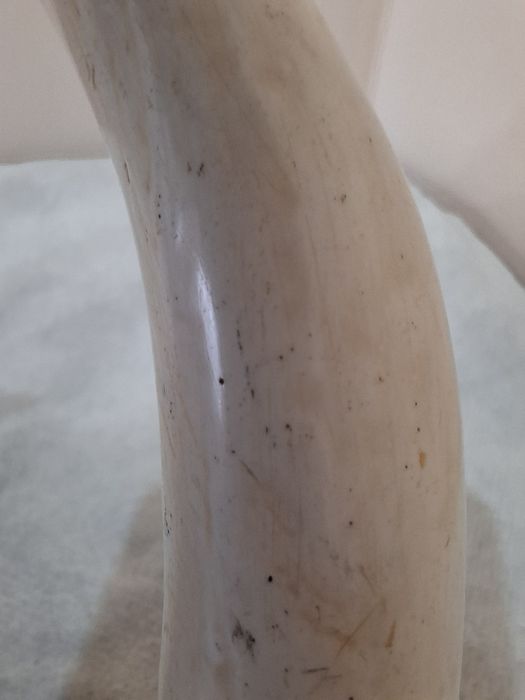 Ікла,  роги  16 сантиметрів