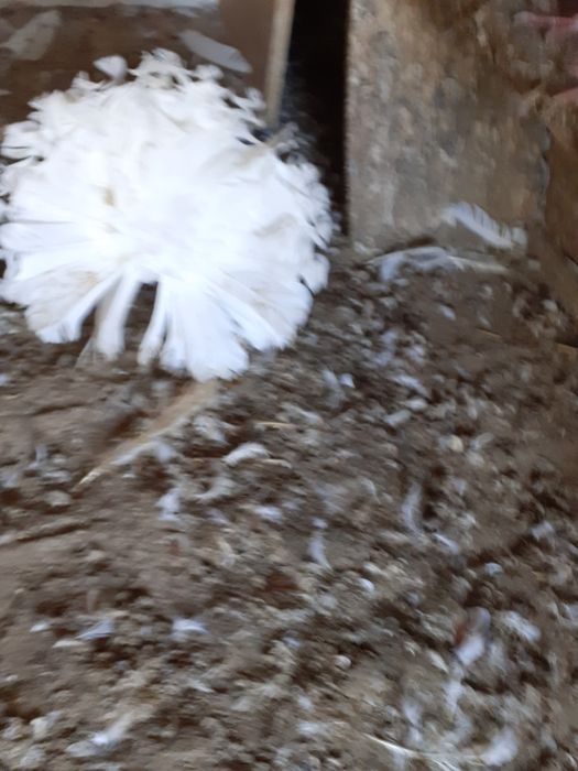 Sprzedam pawiki białe