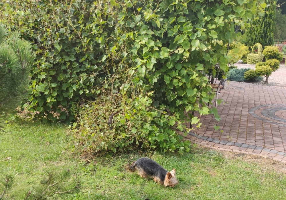 York sunia dwumiesięczna