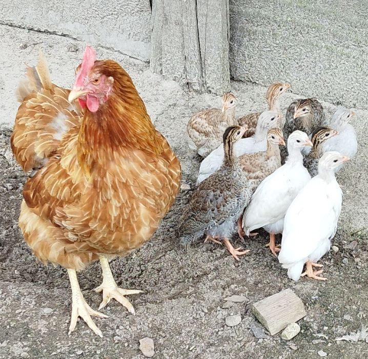 Perliczki brojlerowe i półbrojlerowe młode i dorosłe.